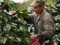 Man as a farm worker harvesting coffee berries