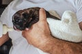 First aid for a newborn puppy, feeding with formula Royalty Free Stock Photo