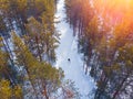 Man athlete trains cross-country skiing in winter on snow covered track in forest Royalty Free Stock Photo