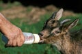 Man with a Baby Bottle of Milk, Feeding a Baby Goat Royalty Free Stock Photo