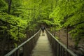 A man from the back wandering in the middle of the green forest Royalty Free Stock Photo