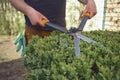 Man with bare hands is trimming a green shrub using hedge shears on his backyard. Gloves are in his pocket. Professional
