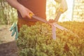 Man with bare hands is trimming a green shrub using hedge shears on his backyard. Gloves are in his pocket. Professional