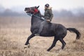 Man is bareback riding an adorned horse before an Epiphany celebration horse race