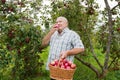 Man with basket full of apples Royalty Free Stock Photo