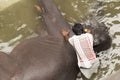 man bathing elephant