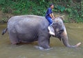 Man is bathing elephant in the river