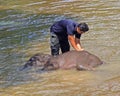 Man is bathing elephant in the river