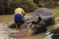 Man bathing an elephant, Sri Lanka