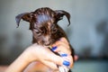 Orkshire Terrier dog trying to escape from the bathtub because he don`t want to bathing selective focus Royalty Free Stock Photo