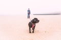 Walking the dog on a beach in winter in the UK Royalty Free Stock Photo