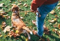 Man with beagle dog on walk in autumn park Royalty Free Stock Photo