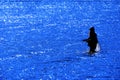 Man with Beard Flyfishing Fly Fishing in River Silhouette with Sunlight Royalty Free Stock Photo