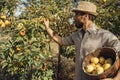 Man picking organic yellow pears