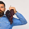 Man with beard holds bunch of black grapes Royalty Free Stock Photo