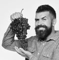 Man with beard holds bunch of black grapes isolated on white background. Viticulture and gardening concept. Winegrower