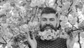 Man with beard and mustache on happy face near branches with tender pink flowers. Hipster with sakura blossom in beard