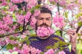 Man with beard and mustache on strict face near tender pink flowers. Hipster with sakura blossom in beard. Bearded man Royalty Free Stock Photo