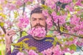 Man with beard and mustache on strict face near tender pink flowers. Hipster with sakura blossom in beard. Bearded man Royalty Free Stock Photo