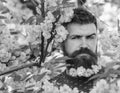 Man with beard and mustache on strict face near tender pink flowers. Hipster with sakura blossom in beard. Masculinity Royalty Free Stock Photo