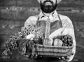 Man bearded gardener presenting eco vegetables wooden background. Fresh organic vegetables in wicker basket. Farmer Royalty Free Stock Photo