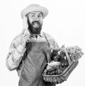 Man bearded presenting vegetables white background isolated. Farmer straw hat hold corncob and basket vegetables. Fresh Royalty Free Stock Photo