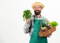 Man bearded presenting vegetables white background isolated. Farmer straw hat hold parsley and basket vegetables. Fresh Royalty Free Stock Photo