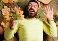 Man bearded smiling face lay on wooden background with orange leaves top view. Hipster with beard enjoy season hold