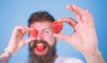 Man bearded winking with red berry, defocused. Man handsome hipster long beard eat hold strawberry. Look at my berry