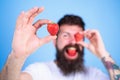 Man bearded winking with red berry, defocused. Man handsome hipster long beard eat hold strawberry. Perfect strawberry