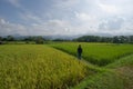 Man in beautiful rice field in Thailand