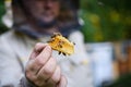 Man beekeeper holding honeycomb with bees in apiary.