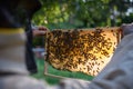 Man beekeeper holding honeycomb frame full of bees in apiary. Royalty Free Stock Photo