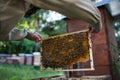 Man beekeeper holding honeycomb frame full of bees in apiary. Royalty Free Stock Photo