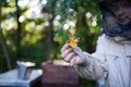 Man beekeeper holding piece of honeycomb with bees in apiary.