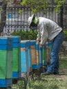 A man beekeeper inspecting the wooden bee hives outdoor in yard or spring garden. Royalty Free Stock Photo