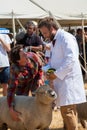 Man being judged by mature woman for his pedigree sheep at Agricultural show