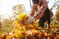 A man being a volunteer collects old yellow and red leaves on a lawn wearing gloves and red shirt. Young communal worker cleans