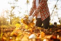 A man being a volunteer collects old yellow and red leaves on a lawn wearing gloves and red shirt. Young communal worker cleans Royalty Free Stock Photo