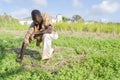 Man Removing Wild Weeds From Carrot Garden Royalty Free Stock Photo