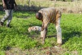 Man Bending To Removing Wild Weeds From Carrot Garden