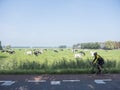 man on bicycle passes cows under blue sky in green meadow between Loenen and Breukelen near utrecht in holland