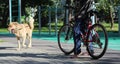 A man on a bicycle walks his dog in a city park. People and their pets Royalty Free Stock Photo