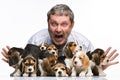 The man and big group of a beagle puppies Royalty Free Stock Photo