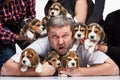 The man and big group of a beagle puppies Royalty Free Stock Photo