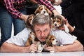 The man and big group of a beagle puppies Royalty Free Stock Photo