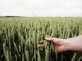 Man big hand touch corn in field. Young green wheat Royalty Free Stock Photo