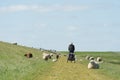 Man with bike on Dutch with sheep Royalty Free Stock Photo