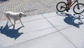 A man on a bike walks his dog on the streets of the city. Royalty Free Stock Photo