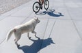 A man on a bike walks his dog on the streets of the city. Royalty Free Stock Photo